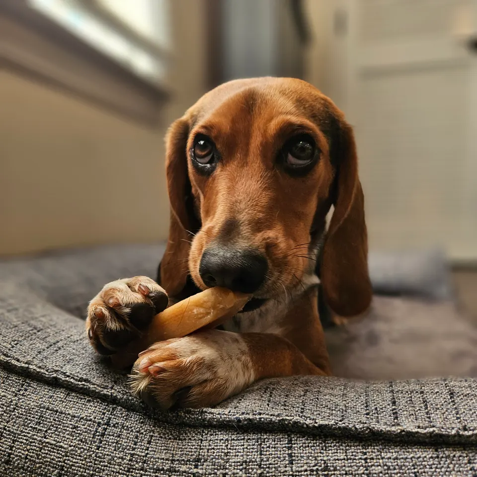 Poppy, a red and white beagle with long ears, chewing a treat with her paws resting on the edge of her bed.